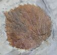 Beautiful Fossil Leaf (Beringiaphyllum) & (Zizyphoides flabellum)- Montana #29105-2